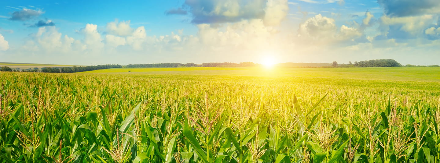 Photo of corn field